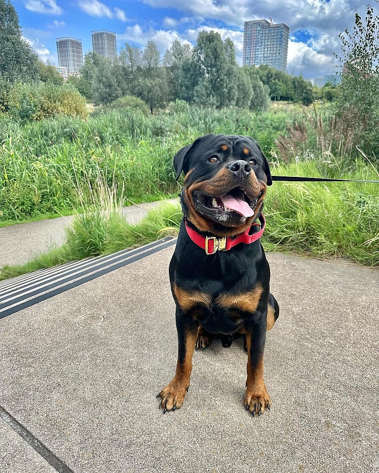 best guard dog breeds