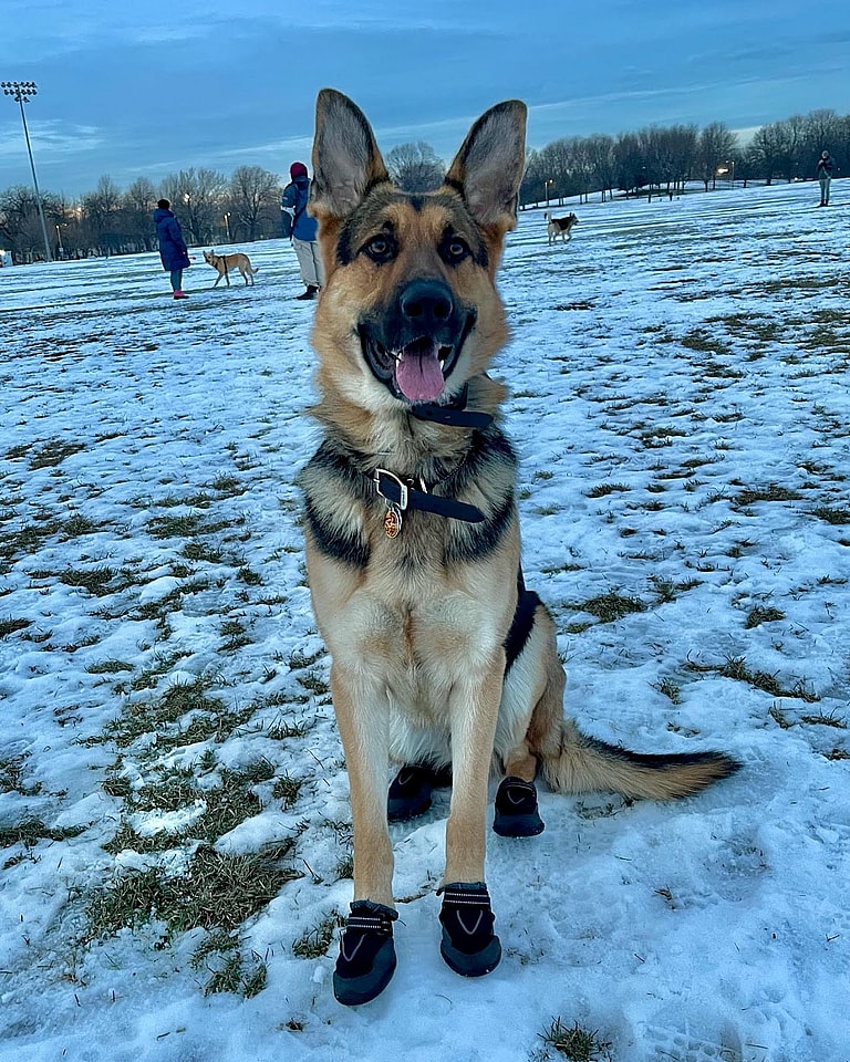 best guard dog breeds