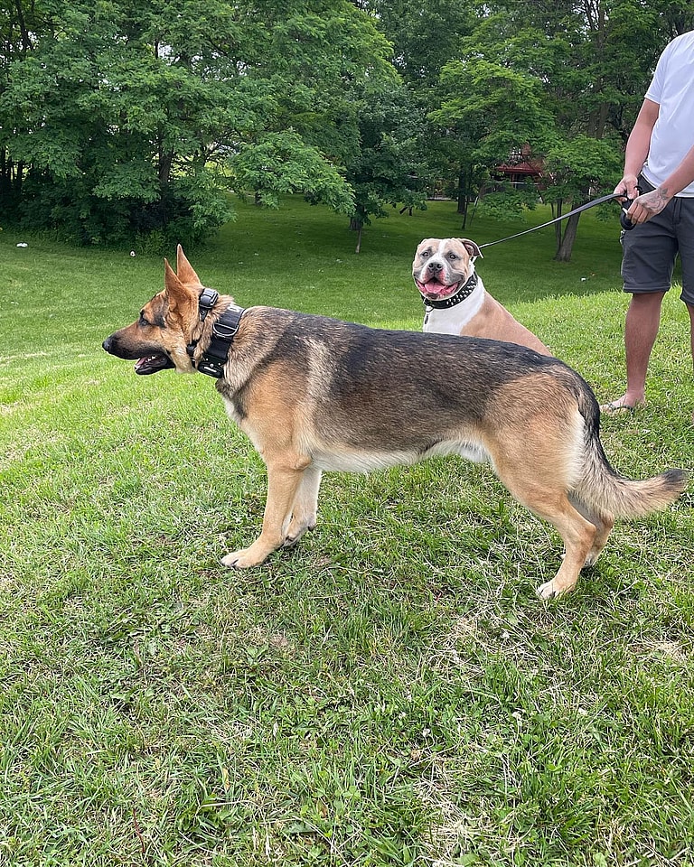 Sable German Shepherds 