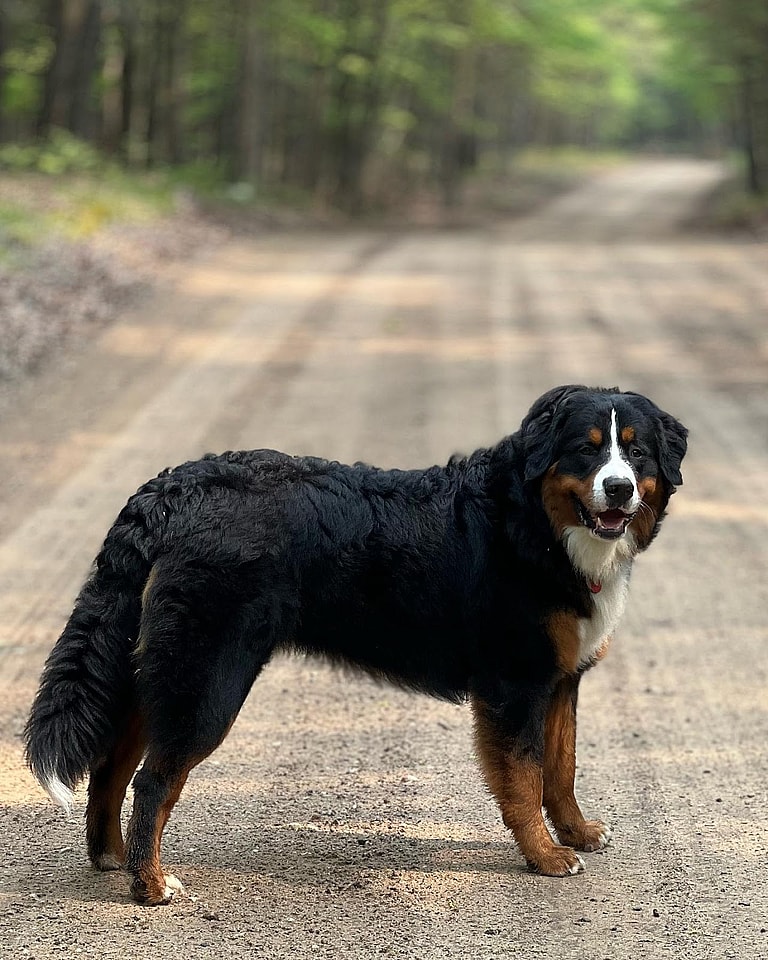 best guard dog breeds