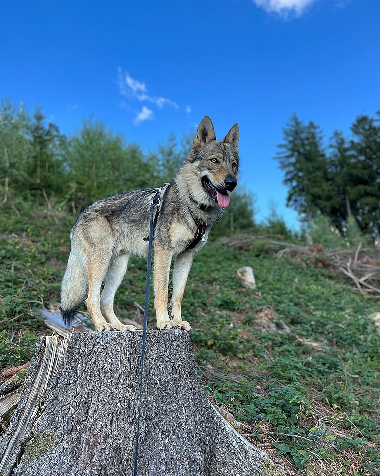 Czechoslovakian Wolfdogs