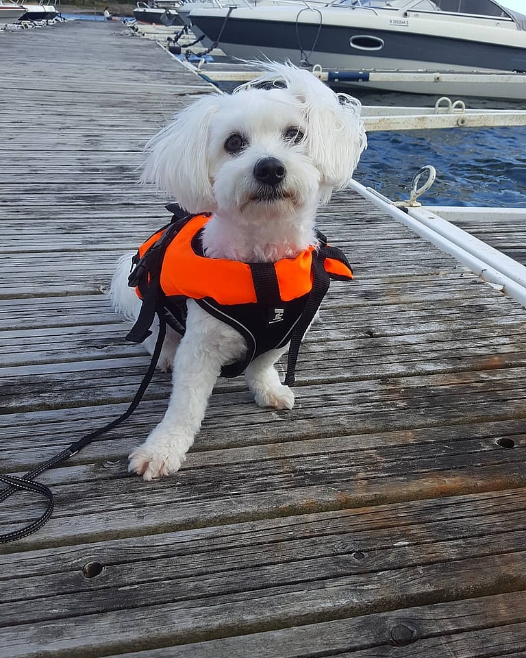 Adorable Coton de Tulear Dog Goes To ‘Air Jail’ For Being a Royal Pain In The Butt