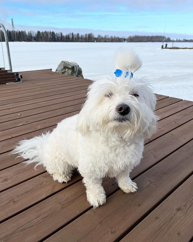 Adorable Coton de Tulear Dog Goes To ‘Air Jail’ For Being a Royal Pain In The Butt