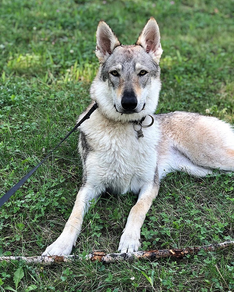 Czechoslovakian Wolfdogs