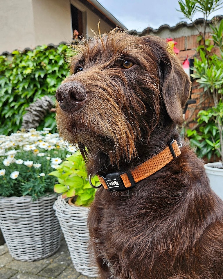 the Pudelpointer