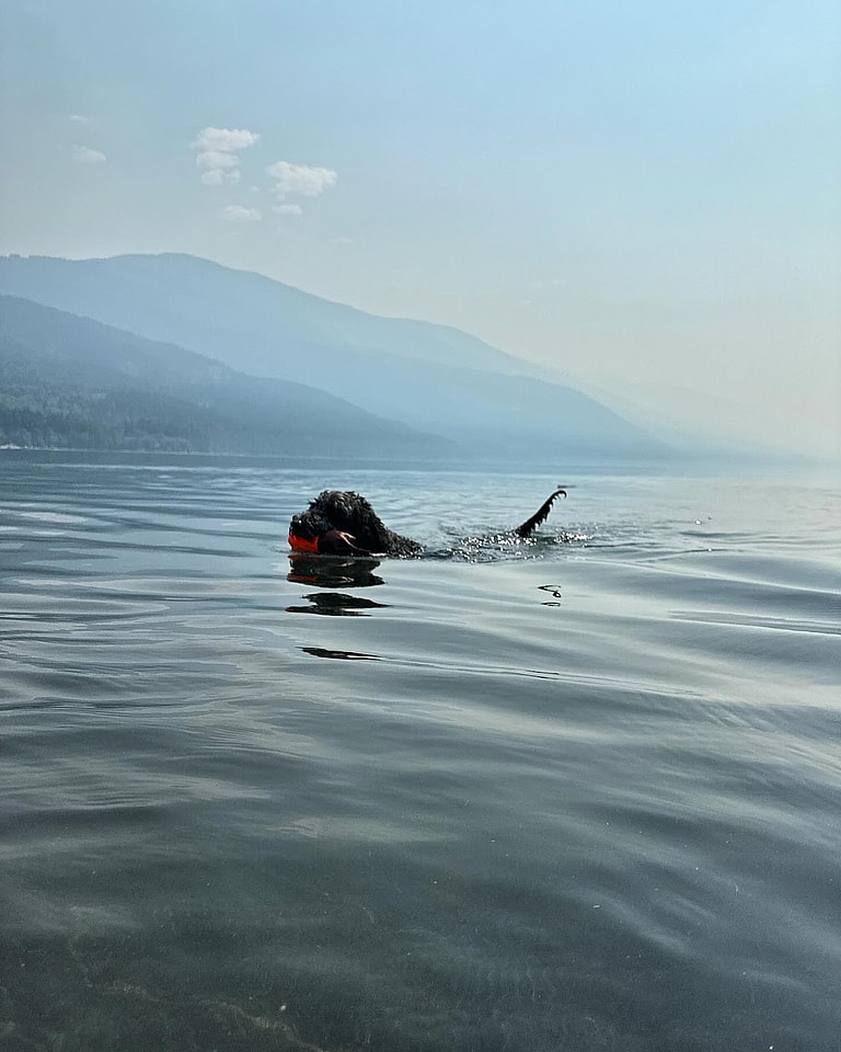 Do Dogs Like To Swim? Standard Poodle