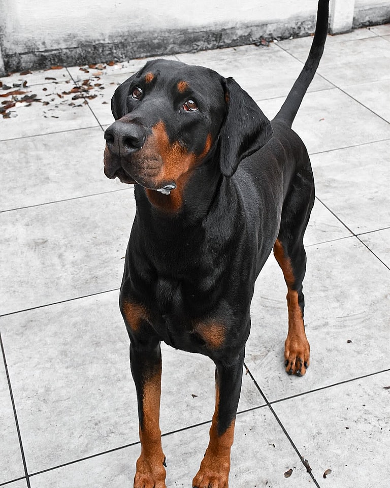 Reyo - the Floppy Eared Doberman