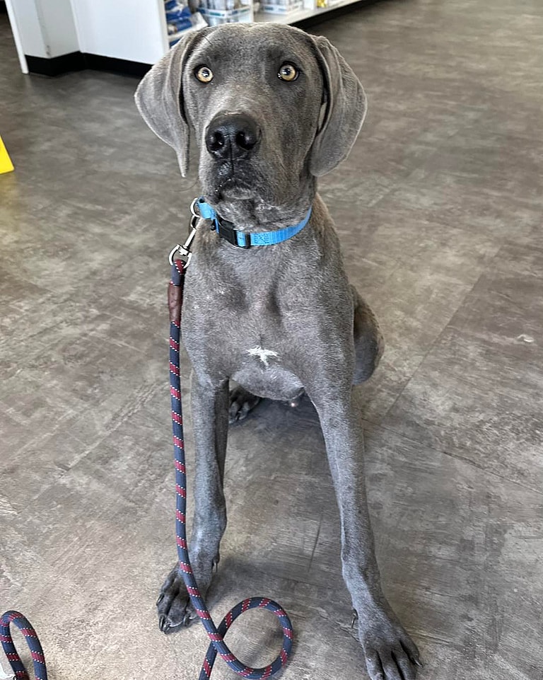 Great Dane Survives Severe Neglect & a Rare Condition, Now Seeks Loving Home