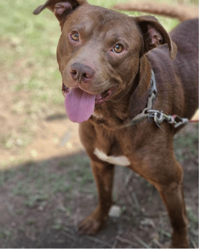 bonded pair - Charlie