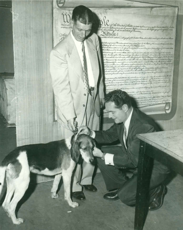 old photo of an english foxhound 
