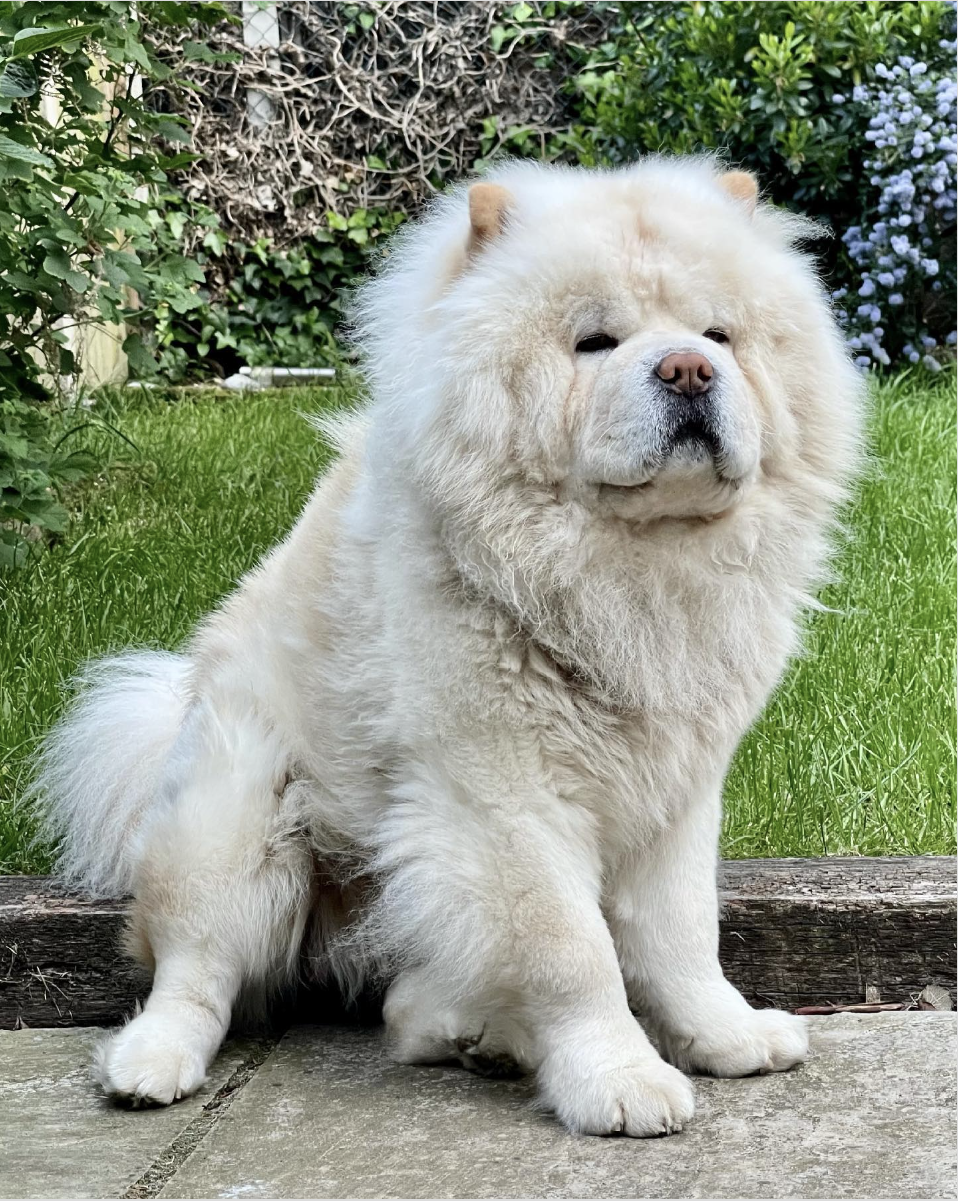 white fluffy dog: chow chow