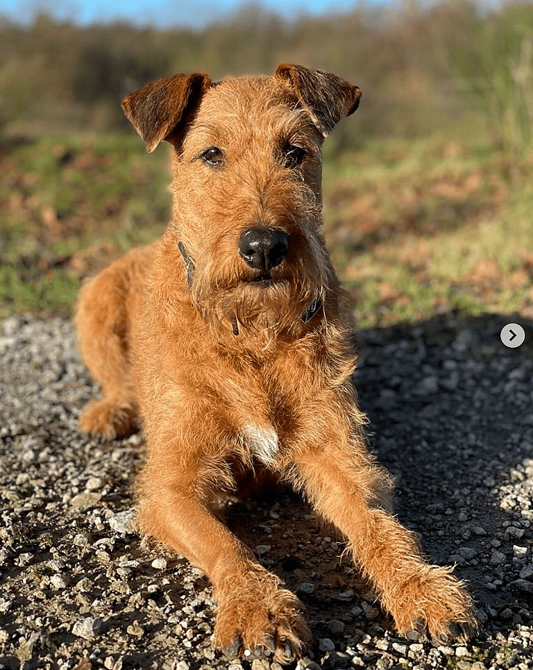 Ireland's Favorite Dog