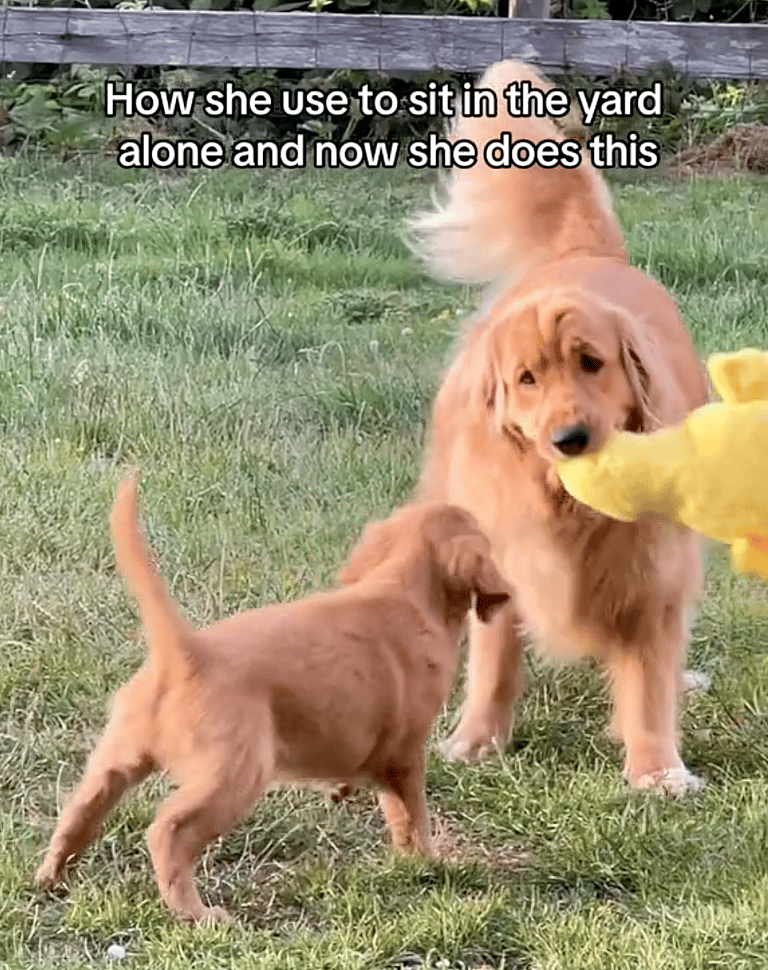 Heartwarming Video Shows Golden Retriever's Adorable Reaction to Welcoming New Puppy Sibling (& Why Getting a Second Dog Was Best Decision)