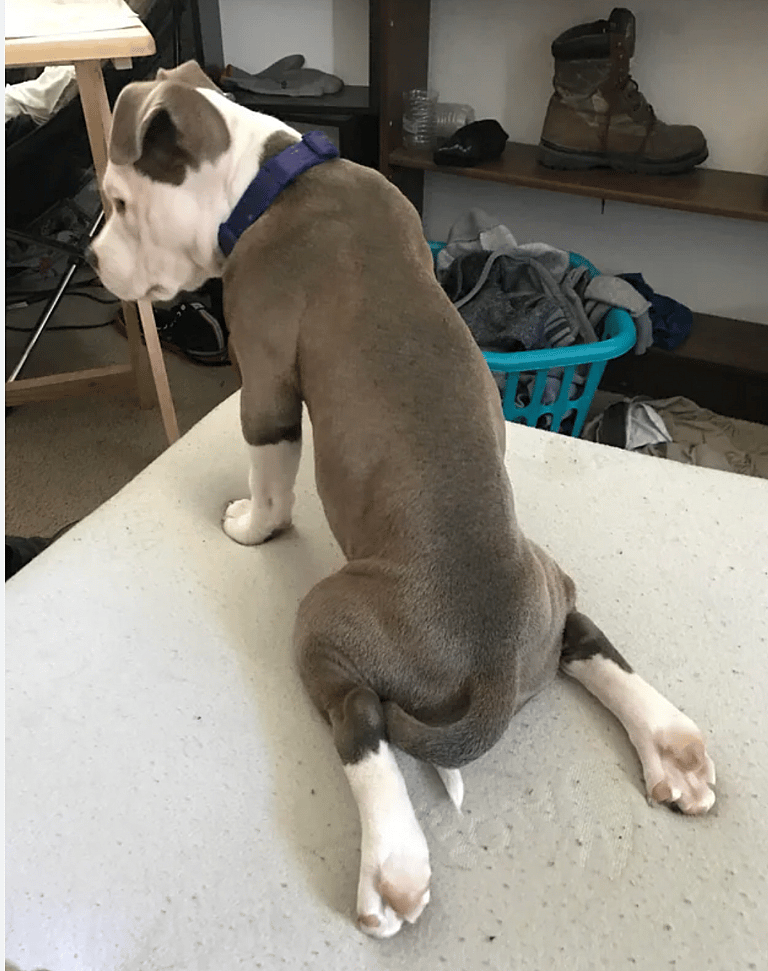 Pit Bull’s Lifespan