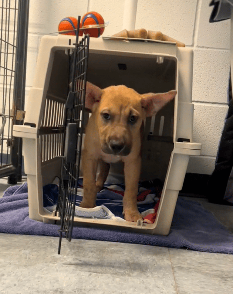 Meet the Puppy That Survived Houston's Deadliest Streets With Nothing but a Newspaper