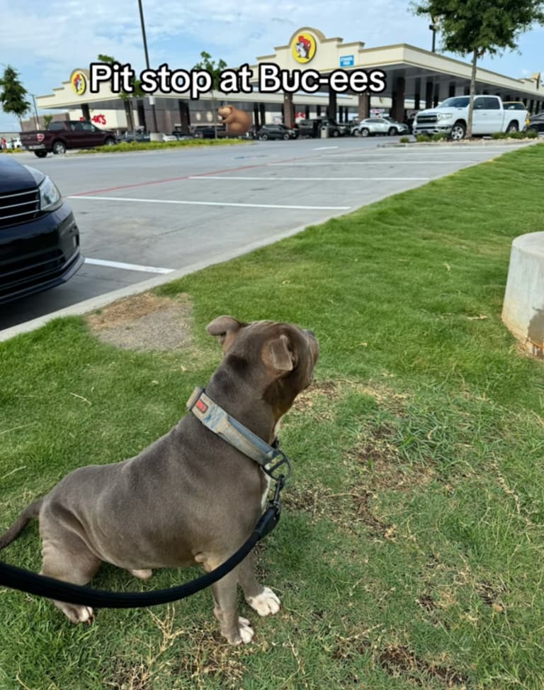 Pit Bull Chained Outside for 3 Years Never Knew Love Until This Happened