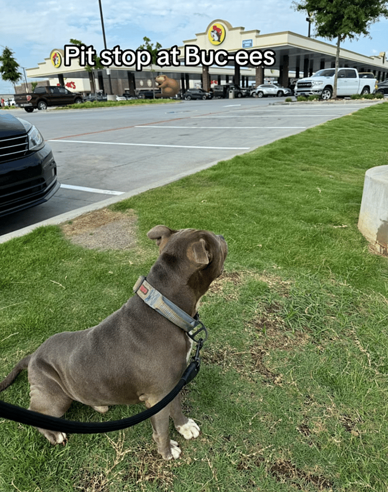 Pit Bull Chained Outside for 3 Years Never Knew Love Until This Happened