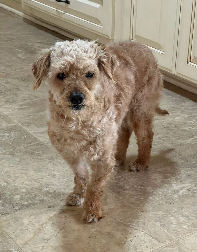 Severely Neglected Dog Mysteriously Appears on Woman's Doorstep, Ignites Viral Social Media Rescue