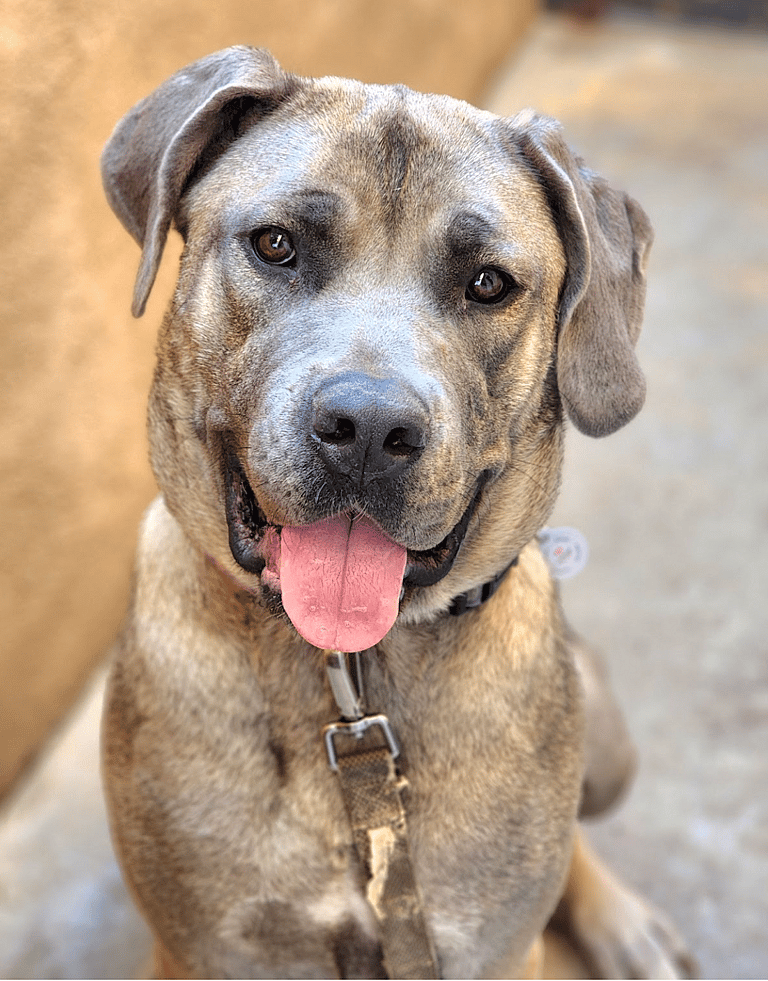 Mama Dog Still Waiting after 150 Days