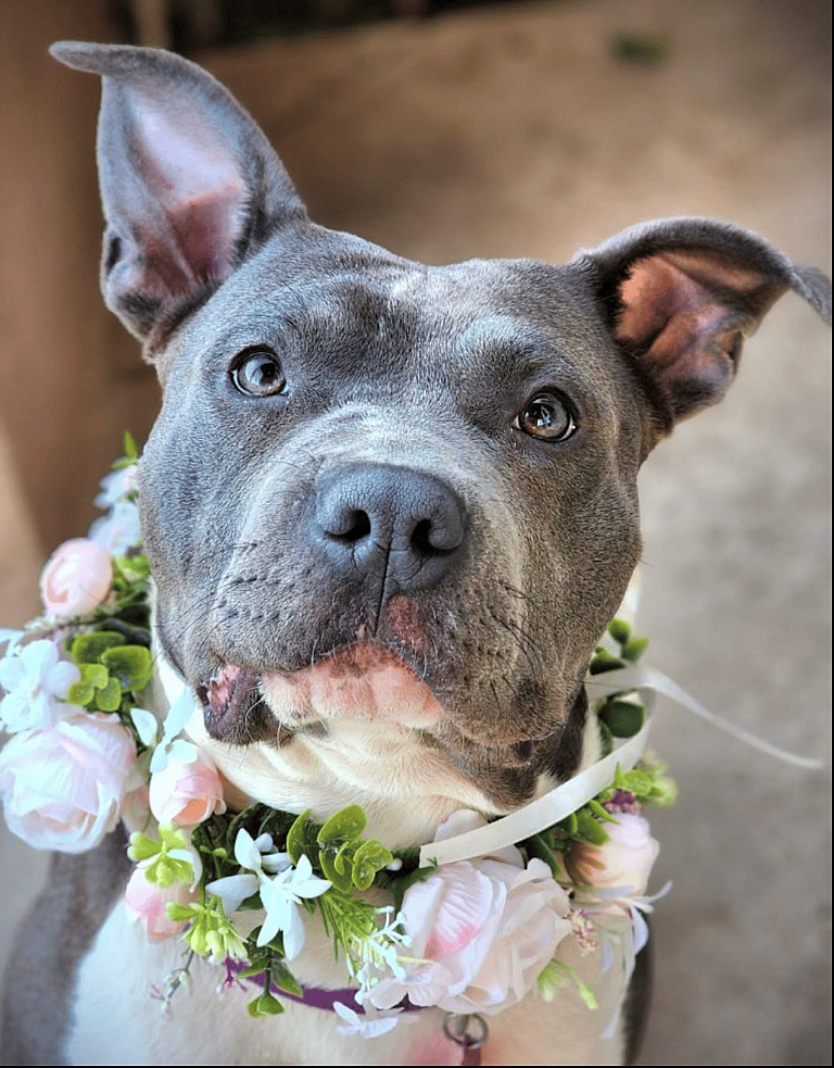 ‘Ballerina’ Dog Saved from Euthanization Last Minute, Yearns for Forever Family