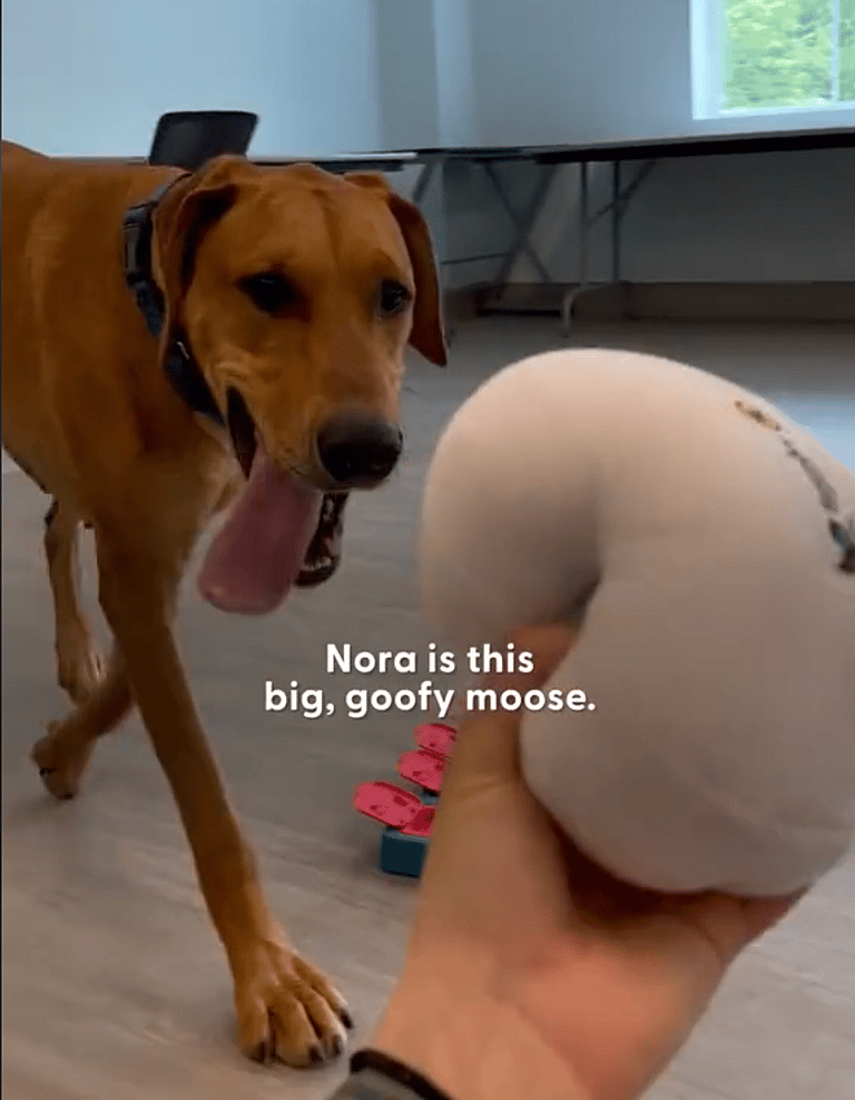 Stressed Mama Dog Abandoned Outside Shelter With Box of Puppies Needs a Home