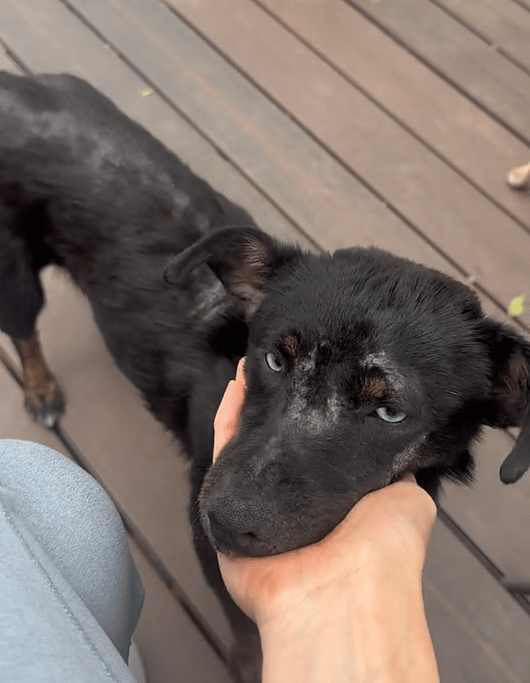 Stray Dog Rescued With Rotting Skin Amazes Everyone With Her Transformation