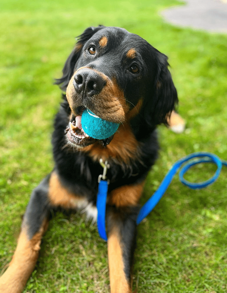 Golden Mountain Dog