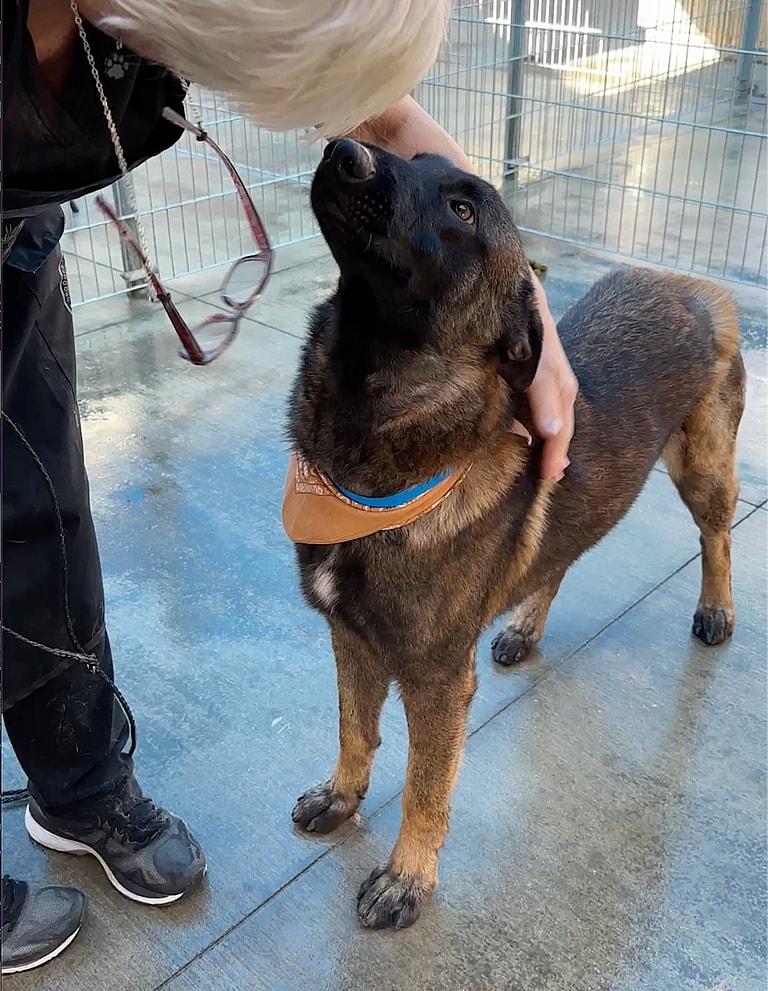 Groomer's Love Helps Abandoned Belgian Malinois Shed His Anxiety and Fur Loss Issues