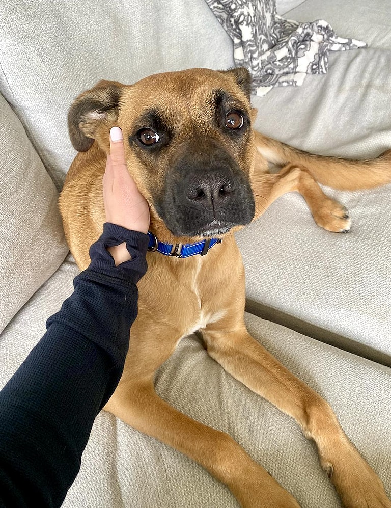 Adopted Shelter Dog Returned After Just one Month Due to Reactivity Issues. Urgent Plea to Help