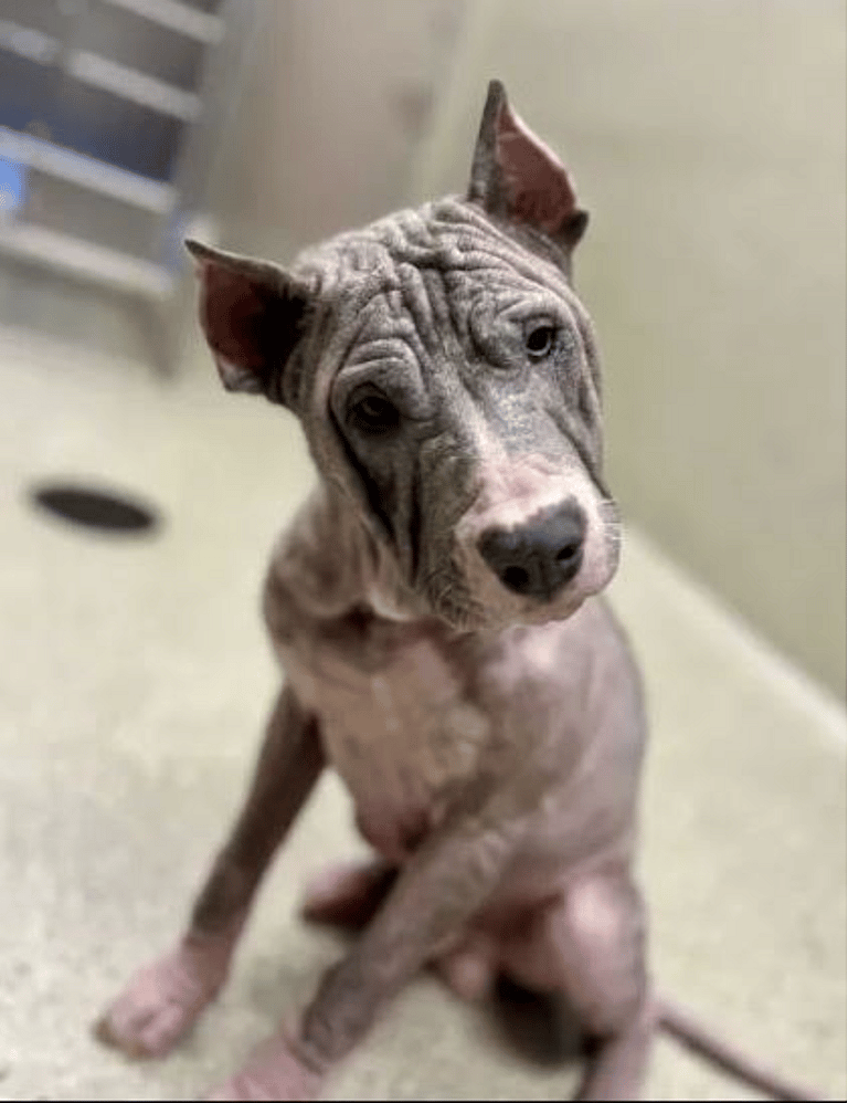 dog rescue: Neglected Pit Bull’s Dramatic Rescue Turns Into a Journey of Love and Healing