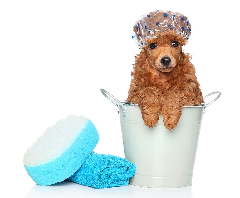Dog in a bucket for getting a foot bath