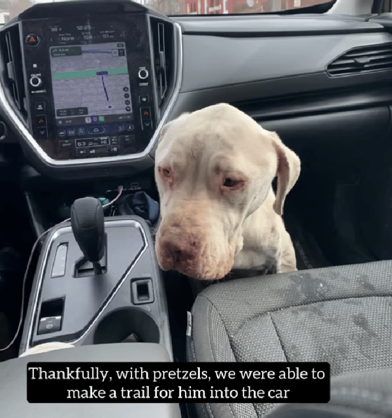 Emaciated Dog Was Eating Roadkill To Survive — Then He Did Something That Broke Rescuers’ Hearts