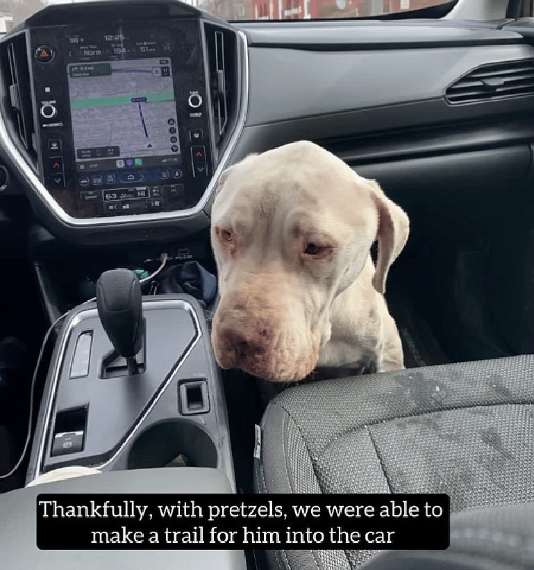 Emaciated Dog Was Eating Roadkill To Survive — Then He Did Something That Broke Rescuers’ Hearts