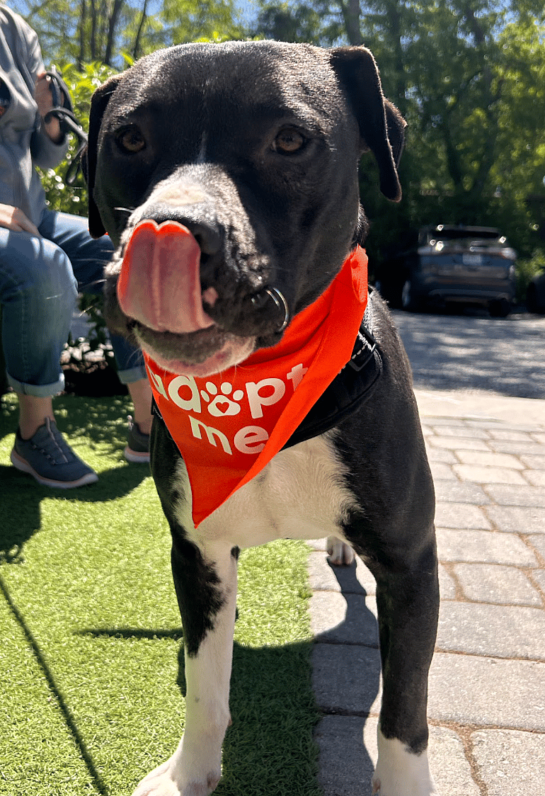 Mac up for Adoption