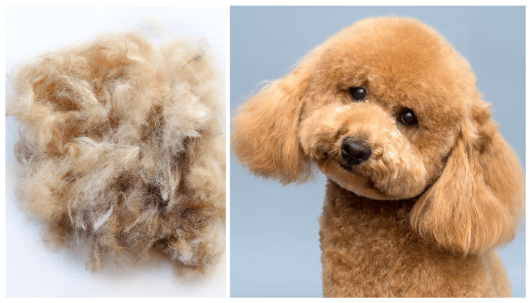 Do Poodles Shed?