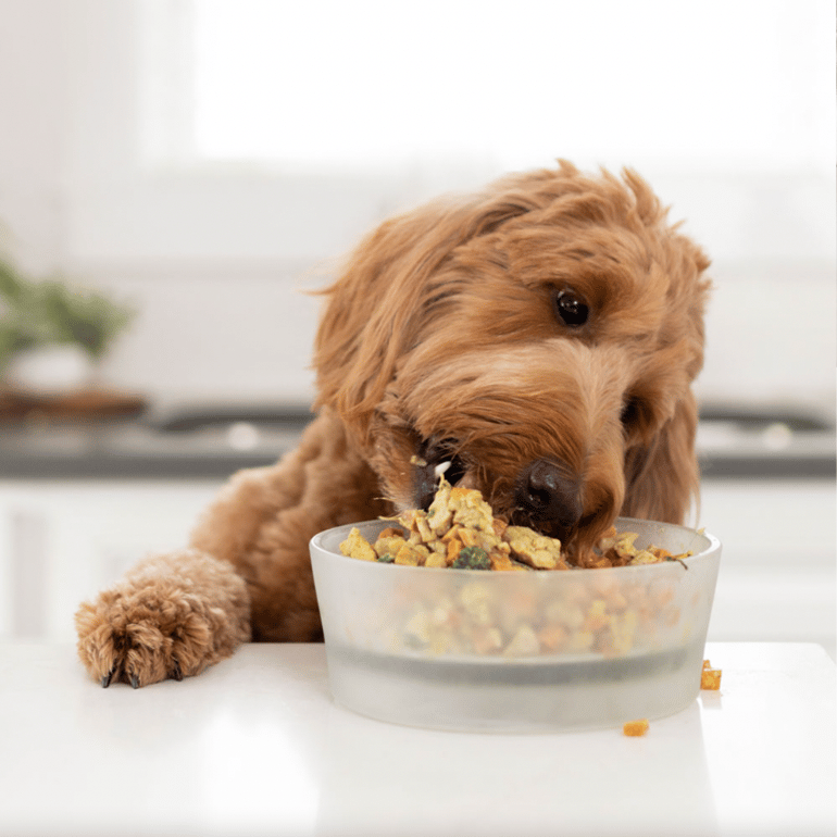 dog eating food