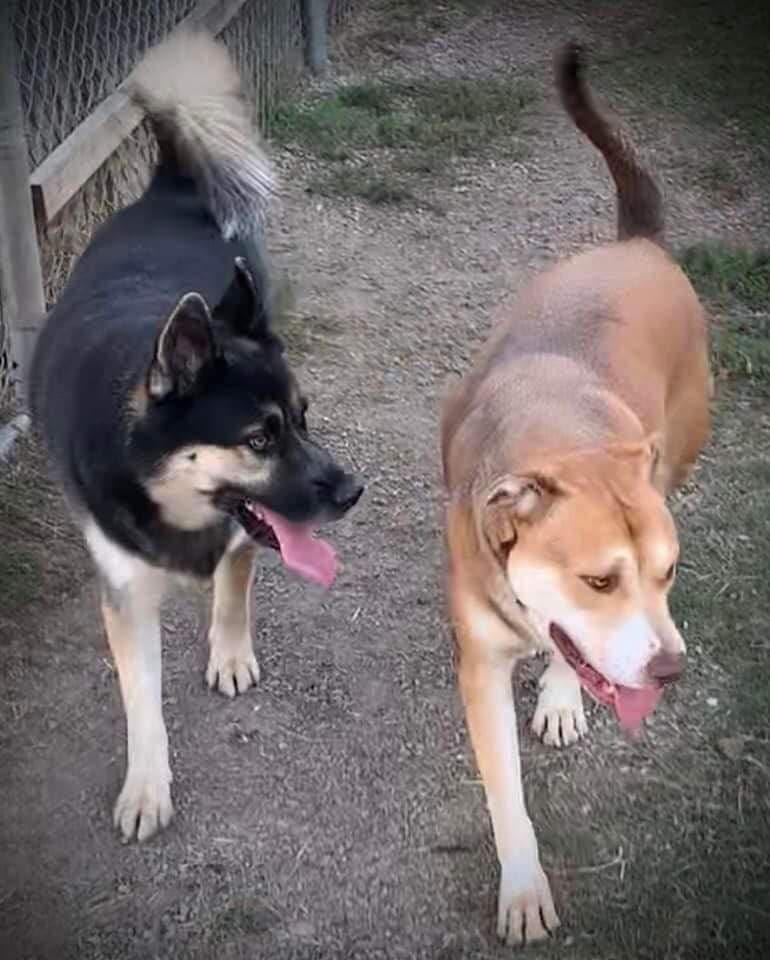 Zaby & Lobo