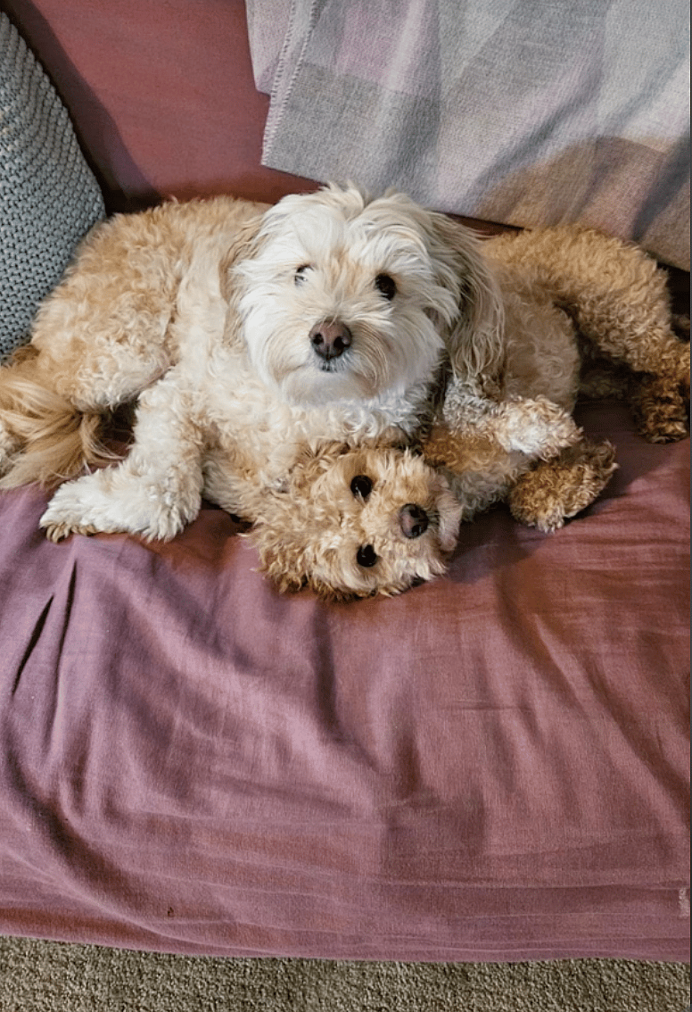Tears as Newly-Adopted Poodle Still Sleeps in Dirt After 2 Years of Neglect