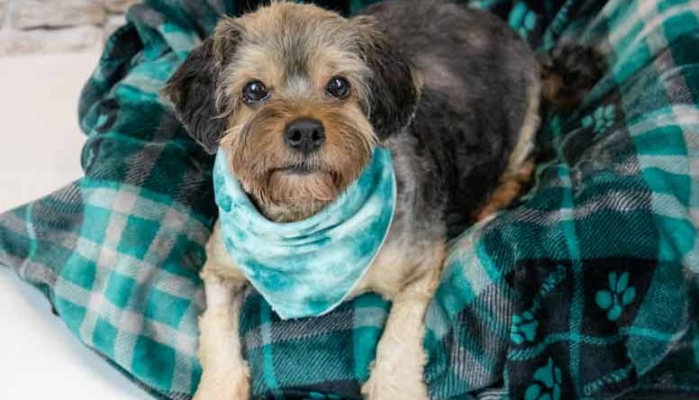 Suri - Yorkshire Terrier Yorkie