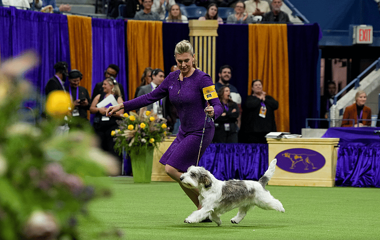 Buddy Holly, the Petit Basset Griffon Vendéen