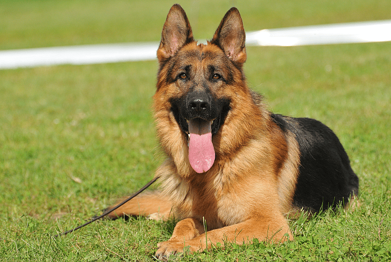 Best dog food for german Shepherds