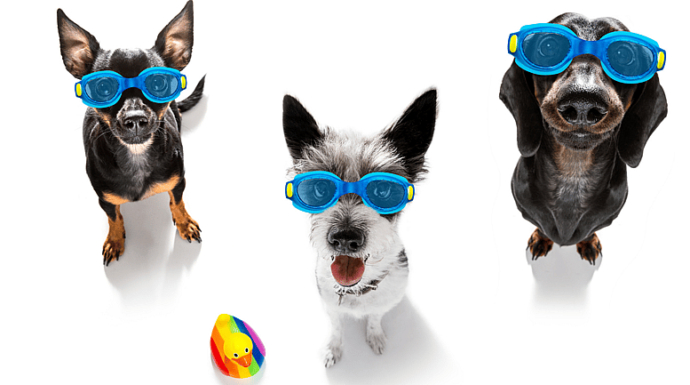 dogs with goggles