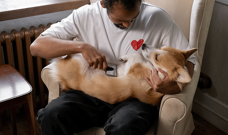 corgi getting brushed