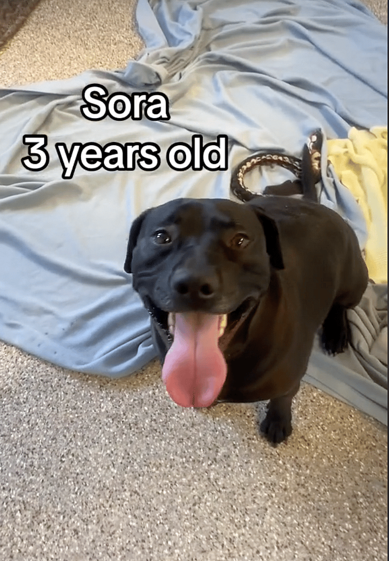 Dog Endured 1,000 Days In Shelter - Then Traveled 1,000 Miles To Find Her Happily-Ever-After