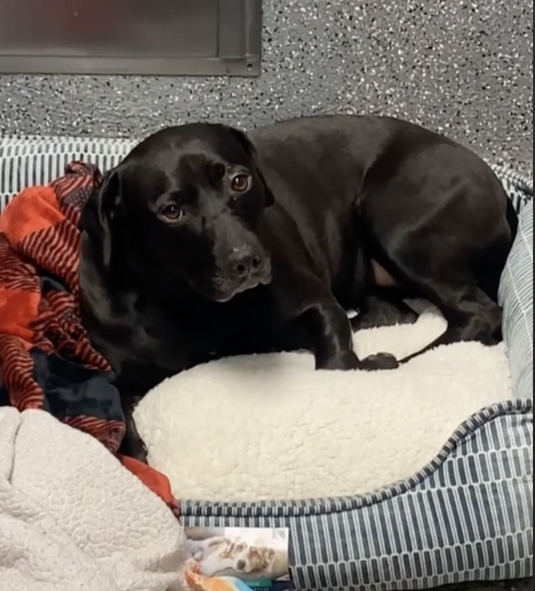 Dog Endured 1,000 Days In Shelter - Then Traveled 1,000 Miles To Find Her Happily-Ever-After