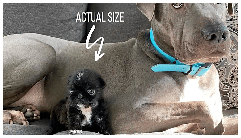 tiny dog