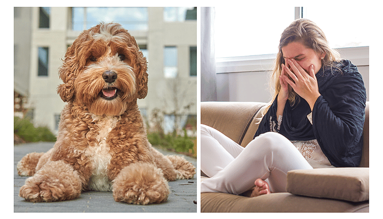Are Labradoodles Hypoallergenic?