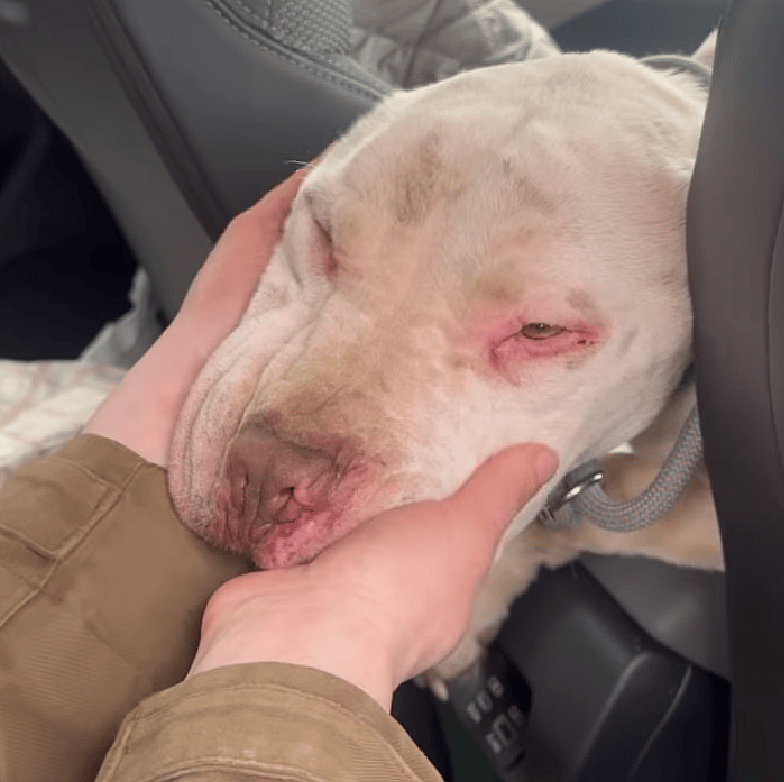 Emaciated Dog Was Eating Roadkill To Survive — Then He Did Something That Broke Rescuers’ Hearts
