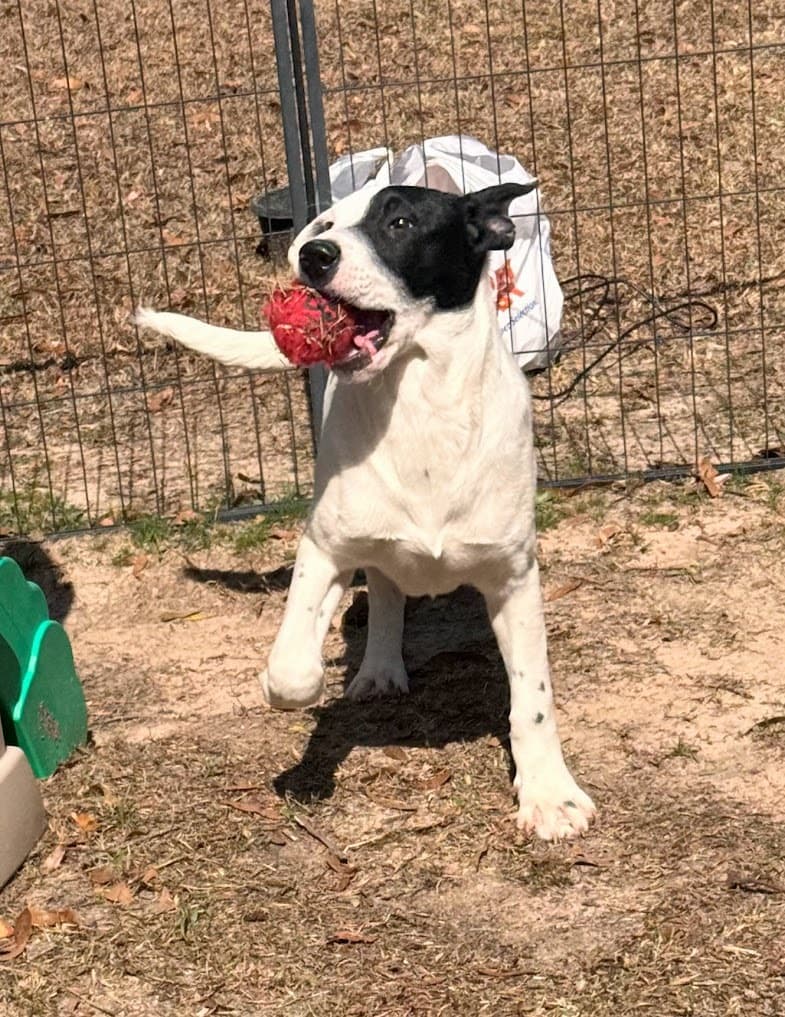 BACON up for Adoption