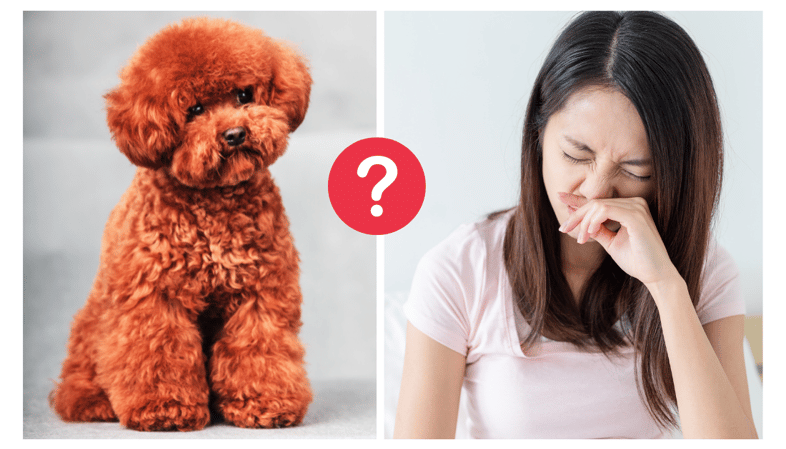 Are Poodles Hypoallergenic?